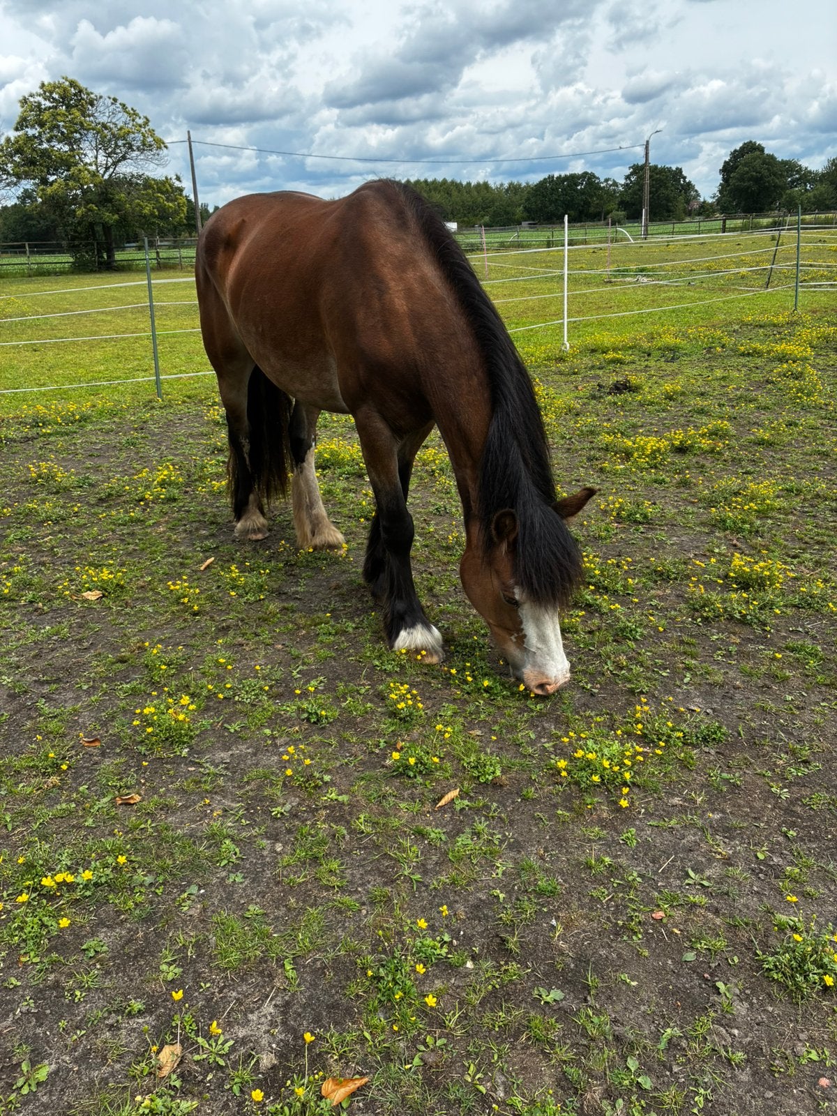 lieve 6 jarige merrie, Animaux & Accessoires, Box & Pâturages, 1 cheval ou poney