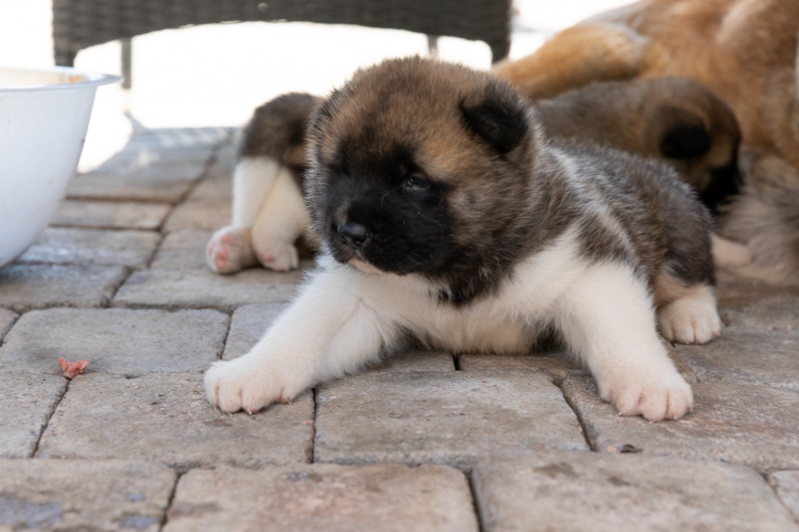 Amerikaanse Akita pups Pedigree / Stamboom, Dieren en Toebehoren, België, Fokker | Hobbymatig, 15 weken tot 1 jaar, Teef