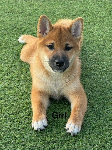Shiba Inu teefje met stamboom ., Animaux & Accessoires, Chiens | Huskys, Loulous & Types primitifs, Belgique, 8 à 15 semaines