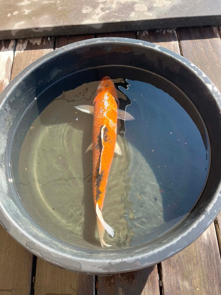 Japanse koi +-50cm, Animaux & Accessoires, Poissons | Poissons d'étang, Carpe ou Koï