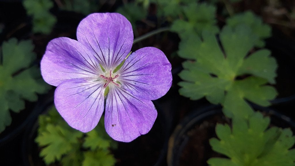 Geranium "rozanne" (ooievaarsbek), Jardin & Terrasse, Plein soleil, Enlèvement, Plante fixe, Été