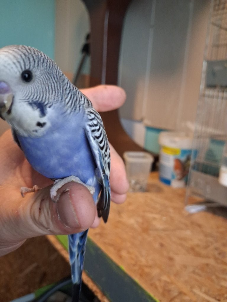handtamme grasparkietjes blauw, Plusieurs animaux, Perruche, Domestique