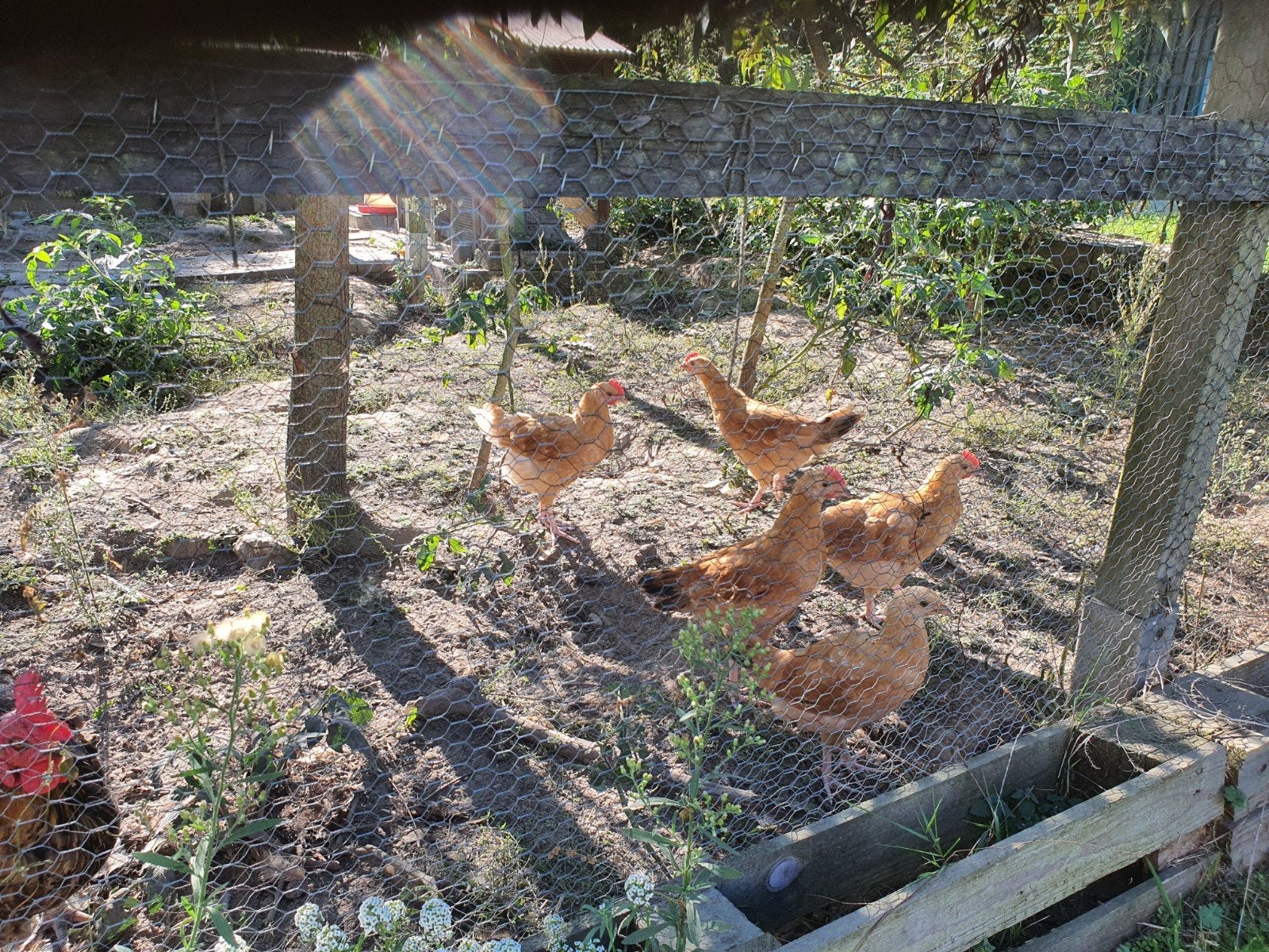 Jonge haan Fauve de Hesbaye, Dieren en Toebehoren, Mannelijk, Kip
