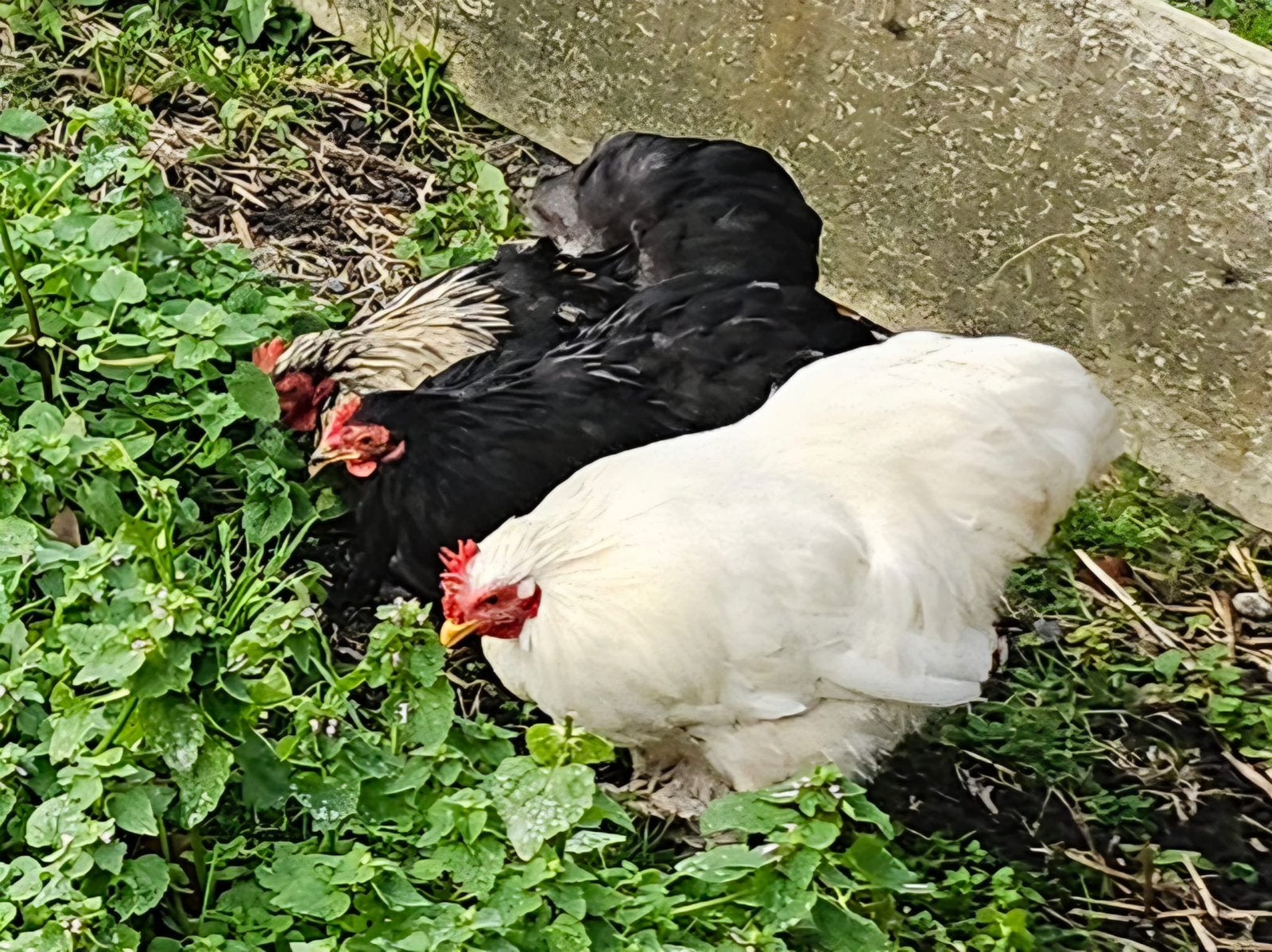 3  mooie haantjes, Plusieurs animaux, Poule ou poulet