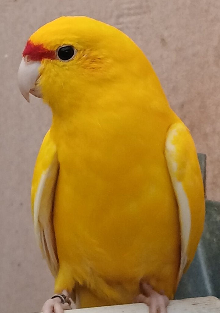vogels, Plusieurs animaux, Perruche, Bagué