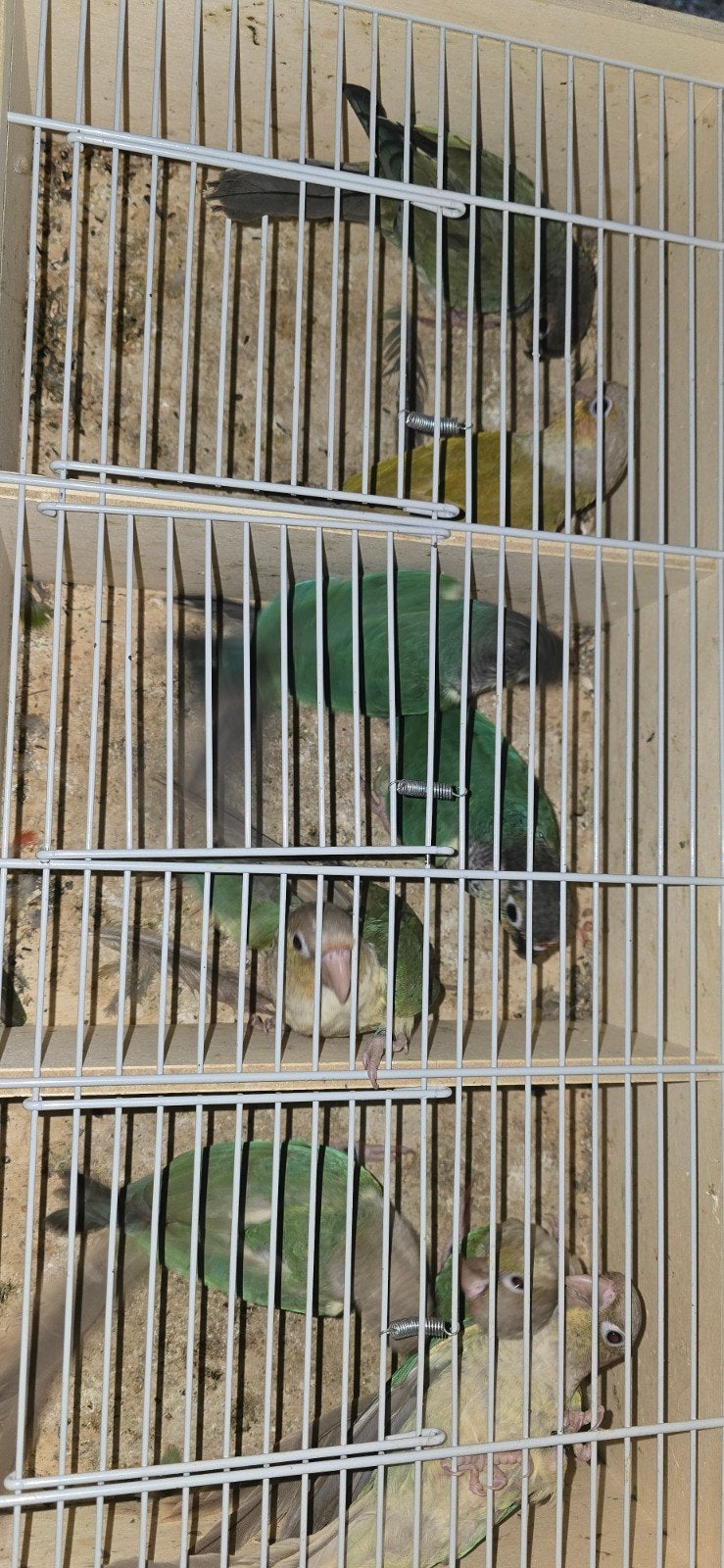 pyrrhura molinae 2026., Sexe inconnu, Oiseau tropical, Bagué