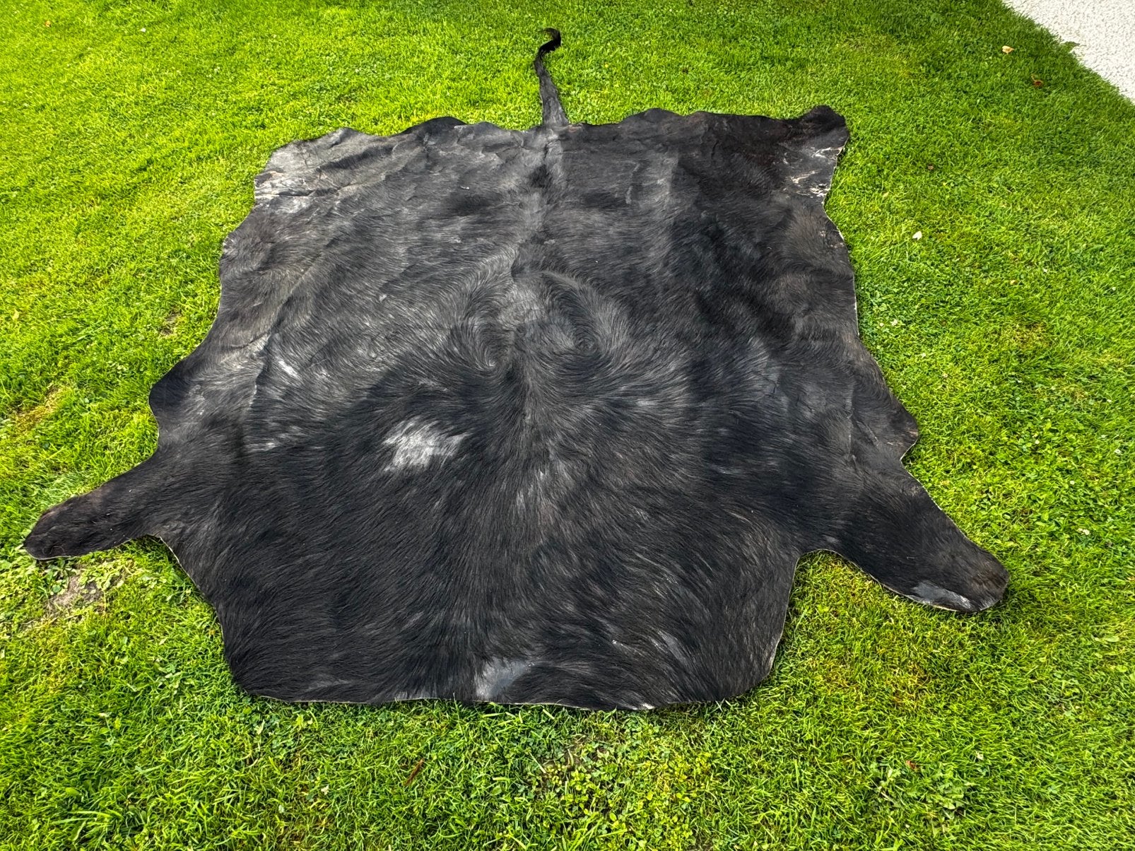 Peau de buffle cafer, 220 cm, Noir, Enlèvement, 200 cm