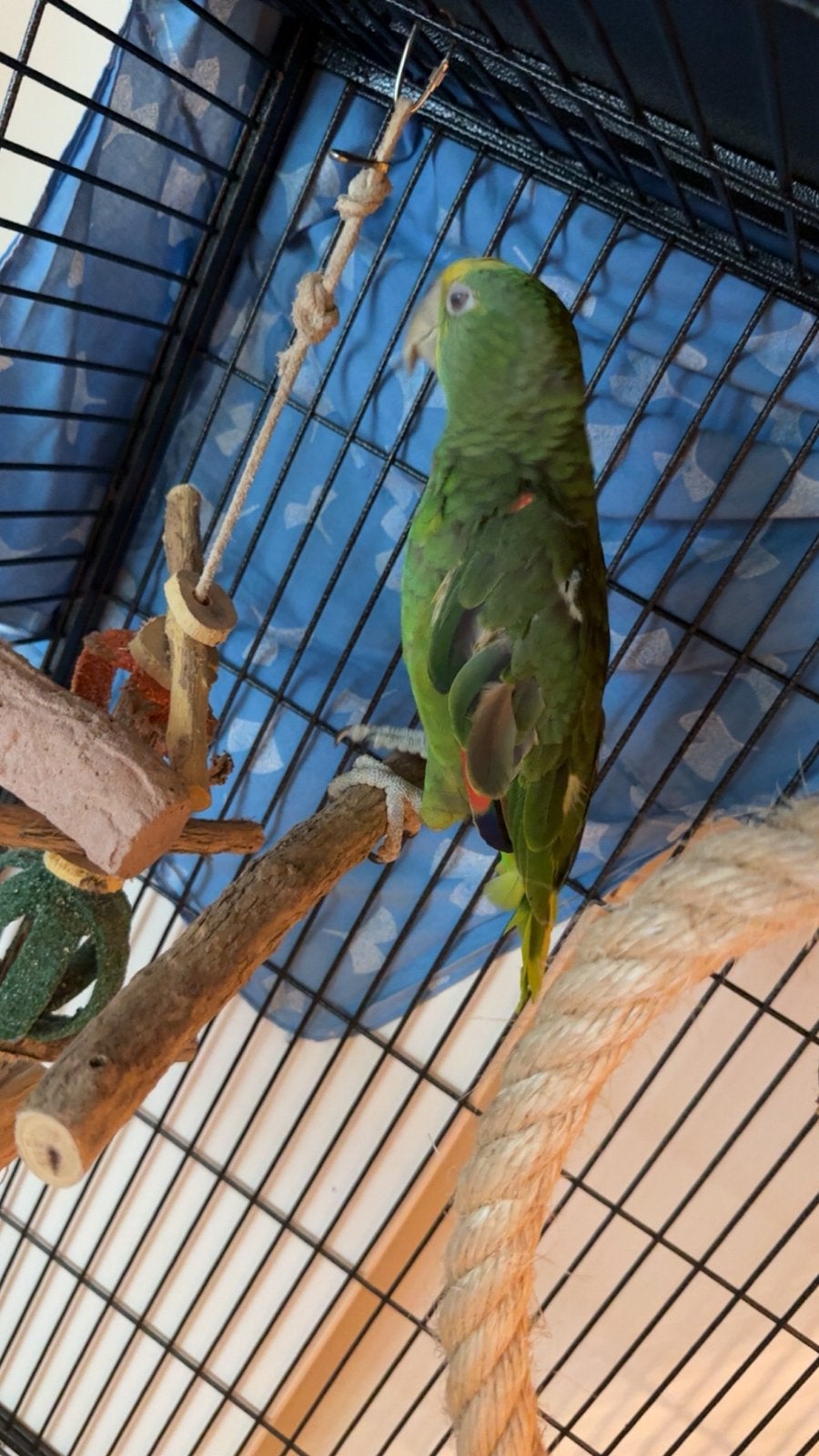 Amazona oratrix lees beschrijving zeker!!!, Dieren en Toebehoren, Mannelijk, Papegaai, Tam