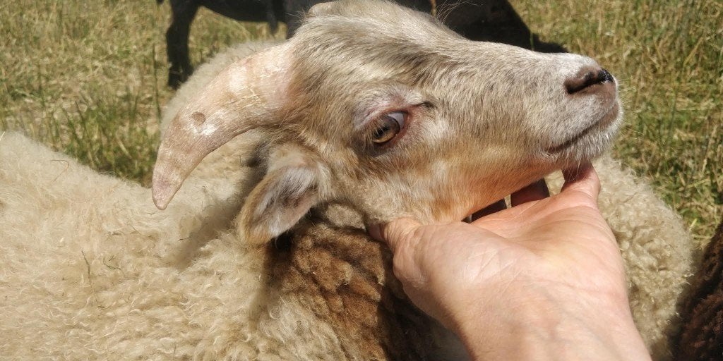 Lief ouessant bokje 50 euro, Mâle, Mouton, 0 à 2 ans