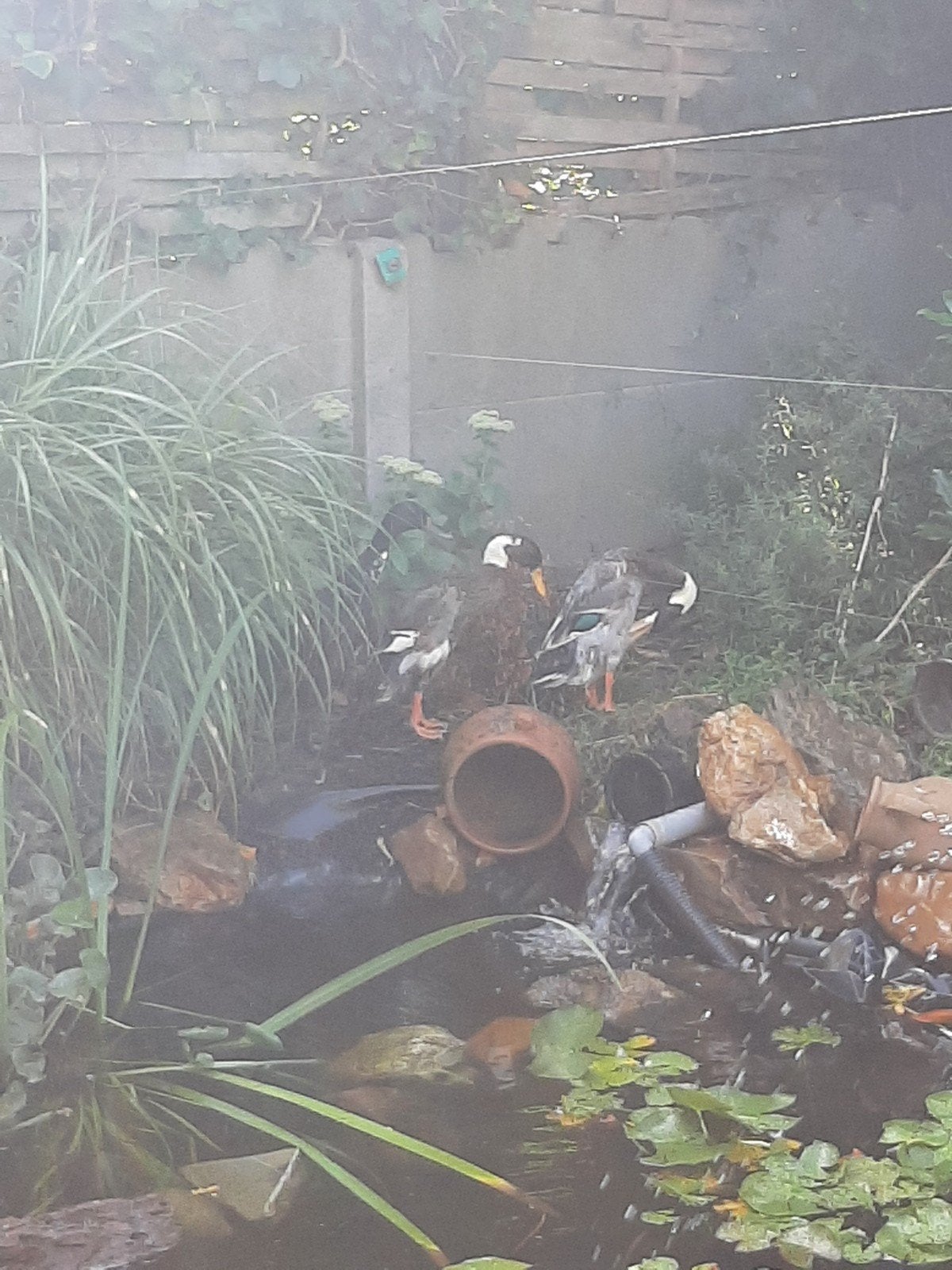 loopeenden mannen, Dieren en Toebehoren, Pluimvee