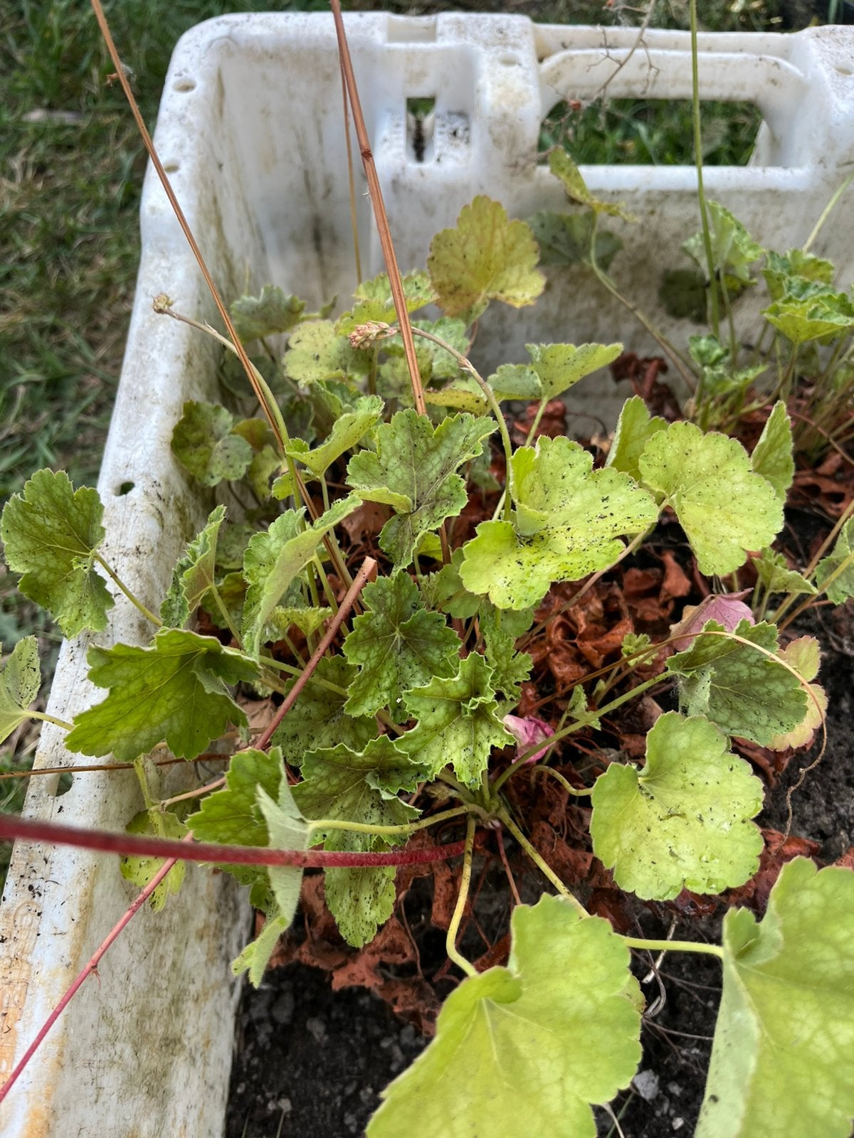 Heuchera/Cloche violette, Jardin & Terrasse, Enlèvement, Plante fixe, Mi-ombre, Été