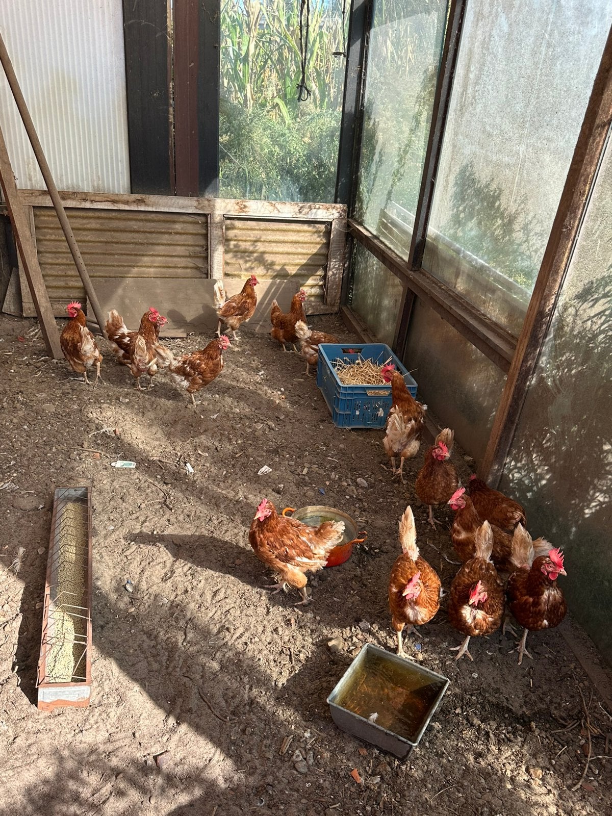 Bruine legkippen te koop!, Dieren en Toebehoren, Kip
