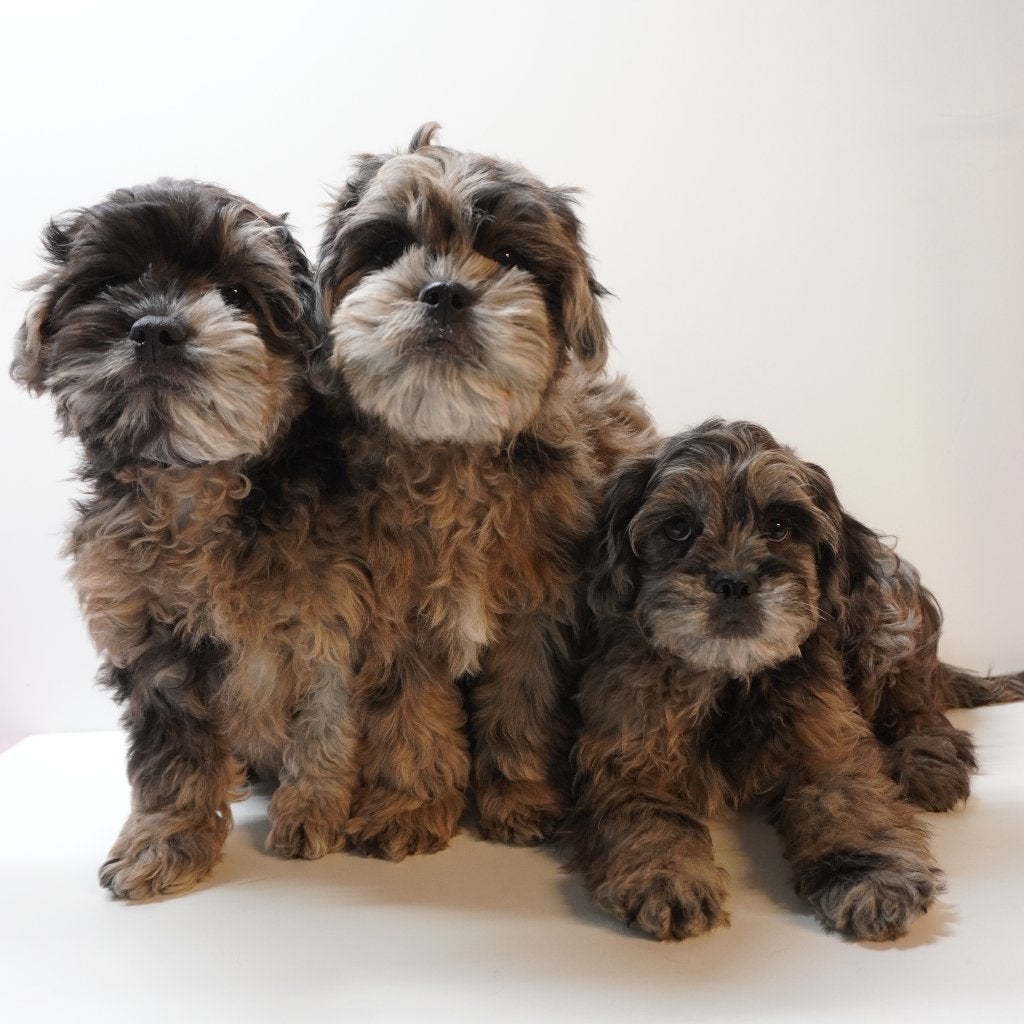 Frenchiepoo, chiots à vendre, 15 semaines à 1 an, Hépatite contagieuse (maladie de Rubarth), Autres races, Plusieurs animaux