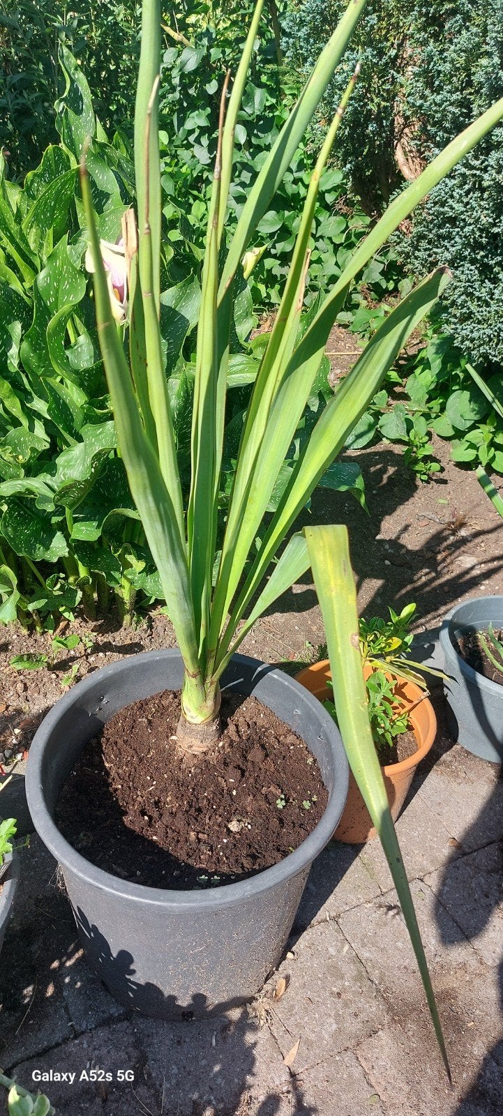 Yucca te koop., Jardin & Terrasse, Plantes | Jardin, Enlèvement