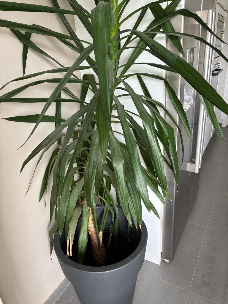 yuca plant, Ophalen, Bloeit niet, Vaste plant, Halfschaduw