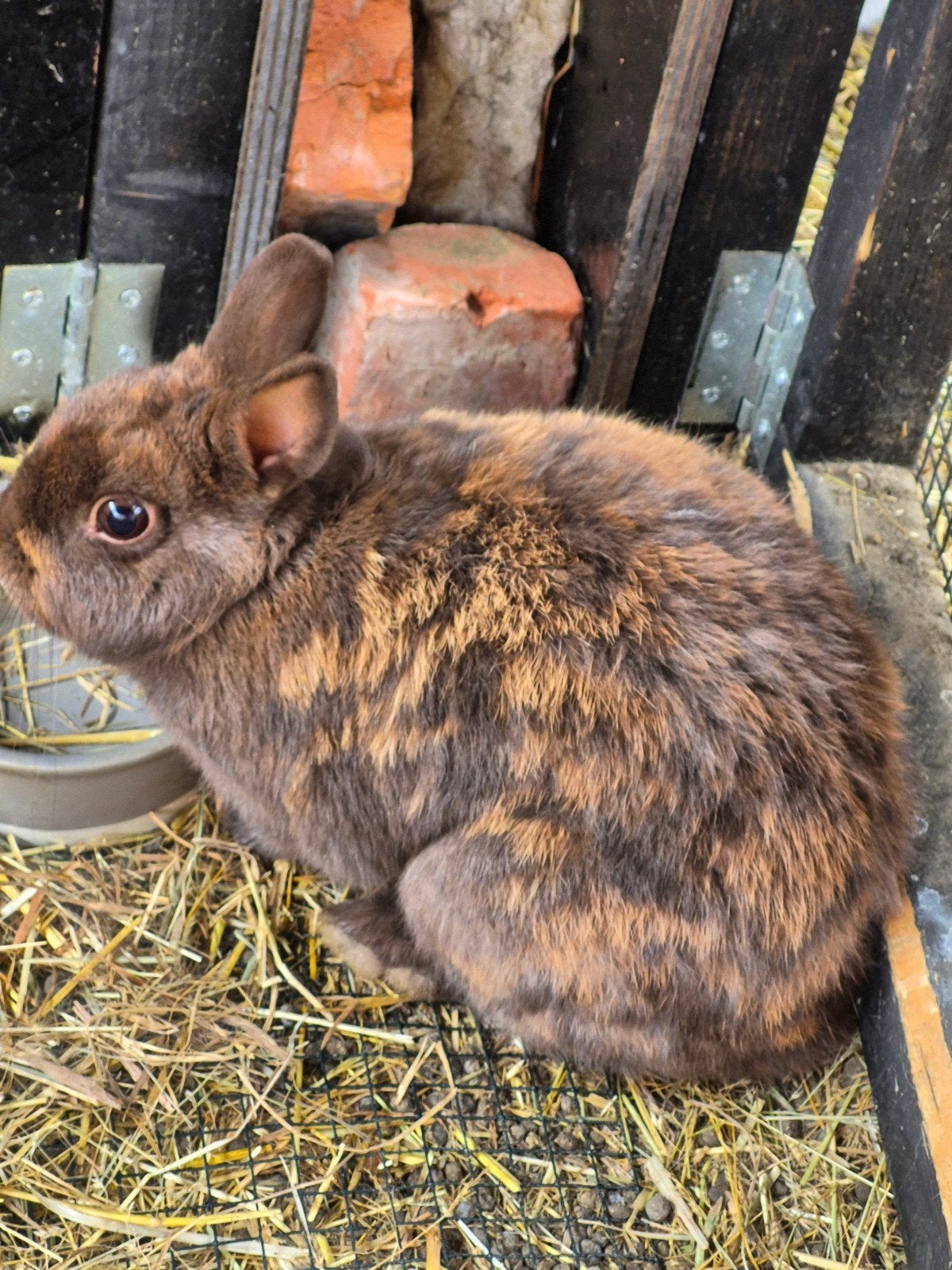 kleurdwerg vrouwke, Dieren en Toebehoren