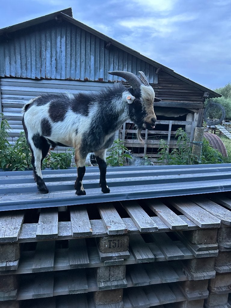 Geiten broertjes zoeken nieuw huisje, Mannelijk, Geit, 0 tot 2 jaar