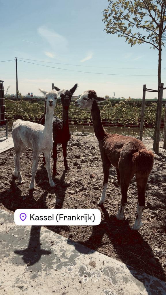 Scheren van schapen alpaca’s& lama’s heel BL NL FR, Dieren en Toebehoren, Schapen, Geiten en Varkens