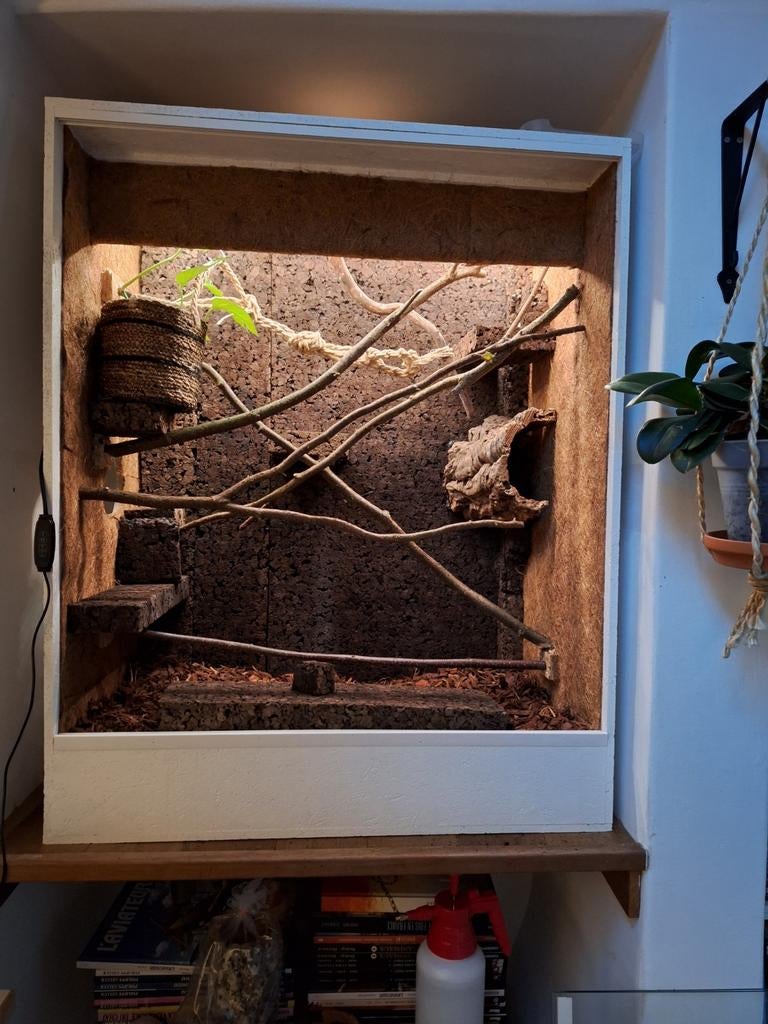 Gecko à crête et terrarium