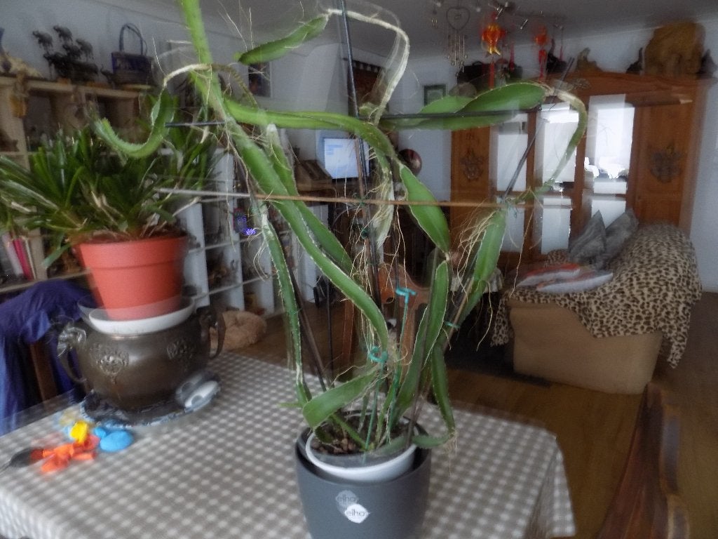 cactus, Enlèvement, Cactus