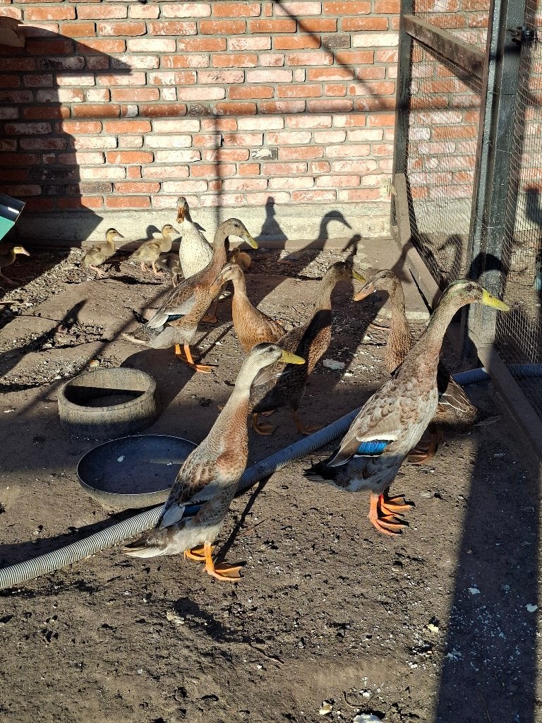 Indische loopeenden, Dieren en Toebehoren, Pluimvee, Meerdere dieren, Eend