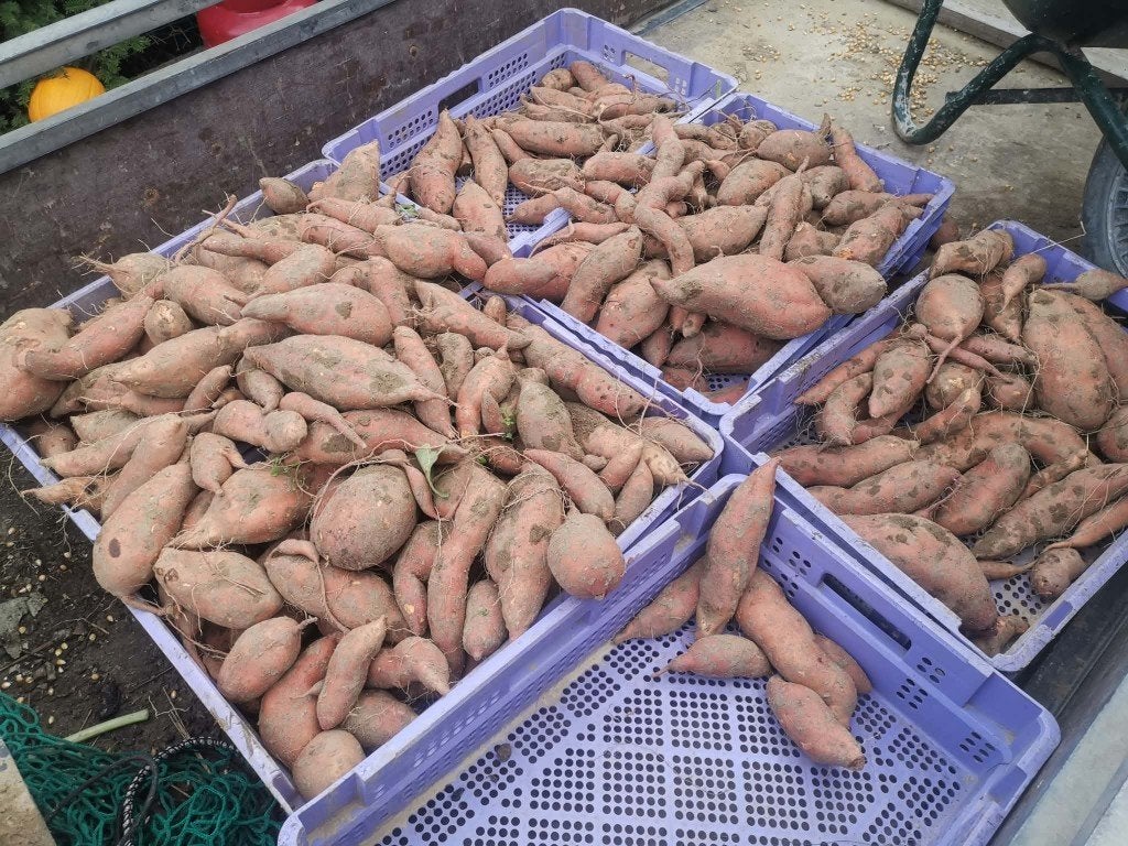 zoete aardappel, Ophalen