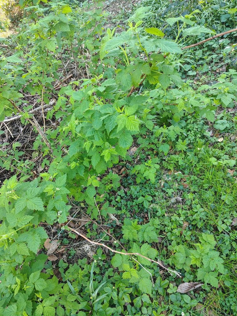 Frambozen plant, Bisannuelle, Été, Enlèvement, Plantes fruitières
