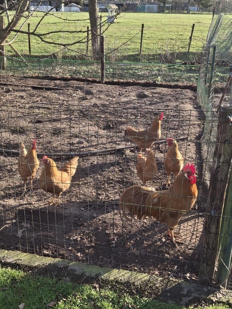 Broedeieren leghorn en legbar, Dieren en Toebehoren