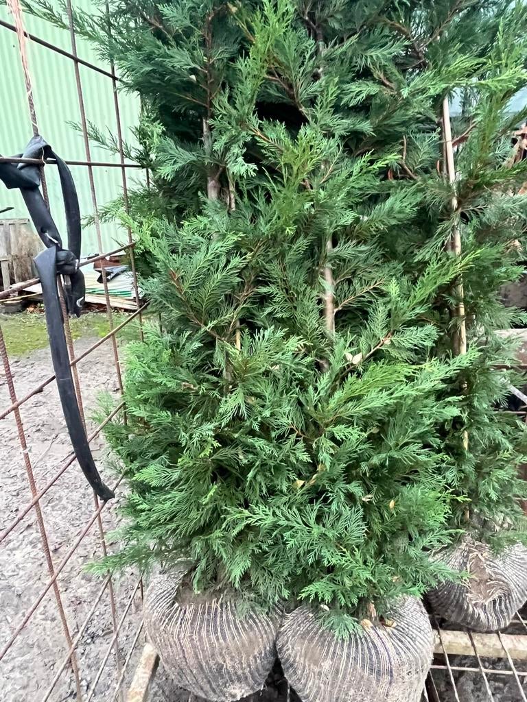 Coupe Leylandii, Enlèvement ou Envoi