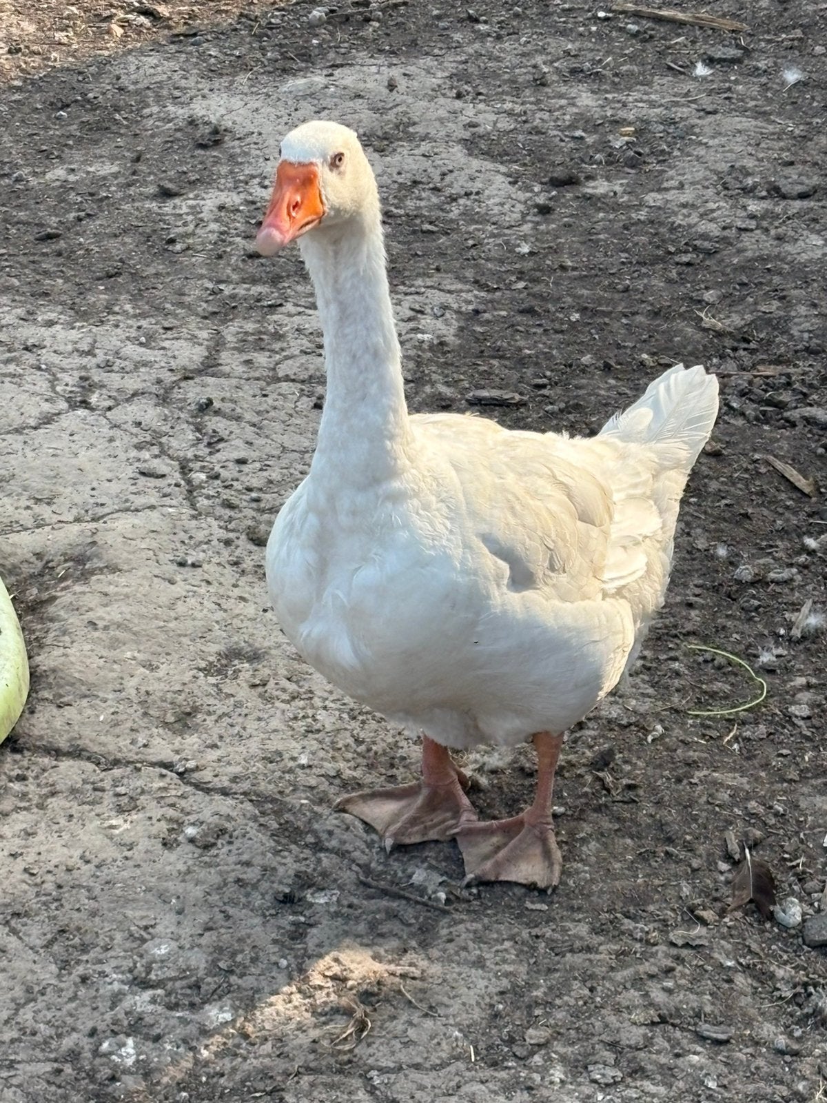 3 ganzen, Animaux & Accessoires, Volatiles, Oie ou Cygne, Plusieurs animaux
