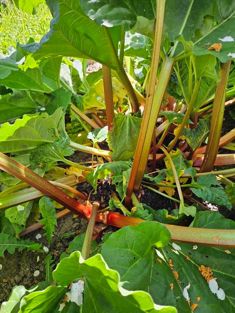 Plukverse RABARBER,biologies .groen-rode stelen vers aangebo, Ophalen