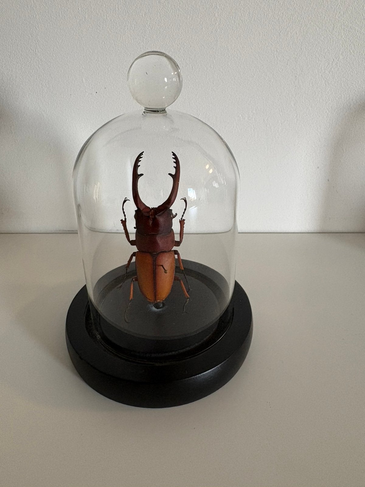 Cabine de curiosité, Enlèvement, Comme neuf, Insecte, Animal empaillé