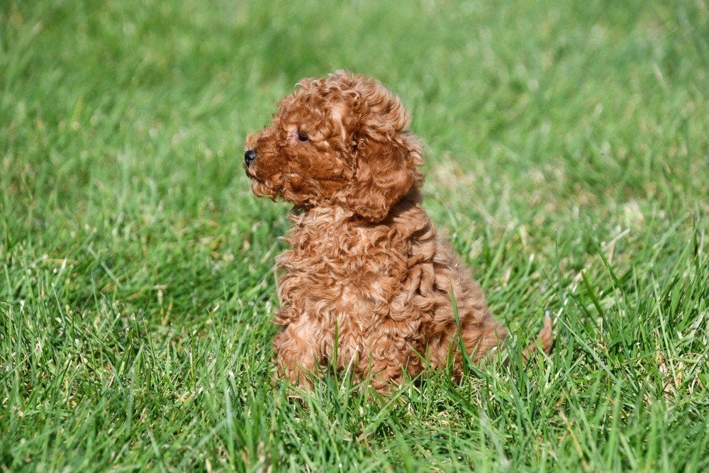 Chiots caniches nains à vendre - Les deux parents ont testé, Animaux & Accessoires, Caniche, Maladie de Carré (chiens), Plusieurs
