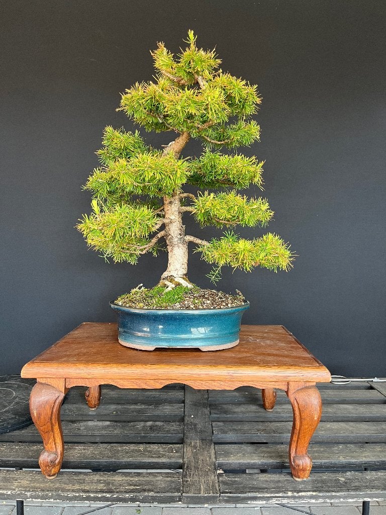 Larix bonsai, Ophalen, Overige soorten, Minder dan 100 cm