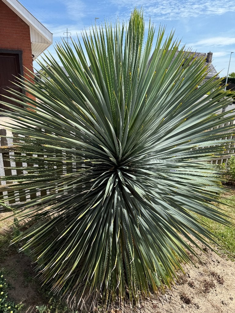 Palmlelie Yucca Rostrata, Tuin en Terras, Ophalen