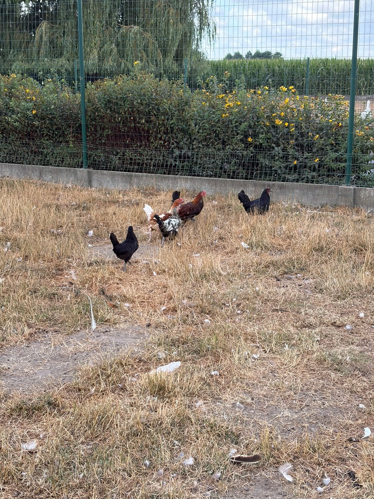 Jonge haantjes, Dieren en Toebehoren, Pluimvee, Mannelijk, Kip