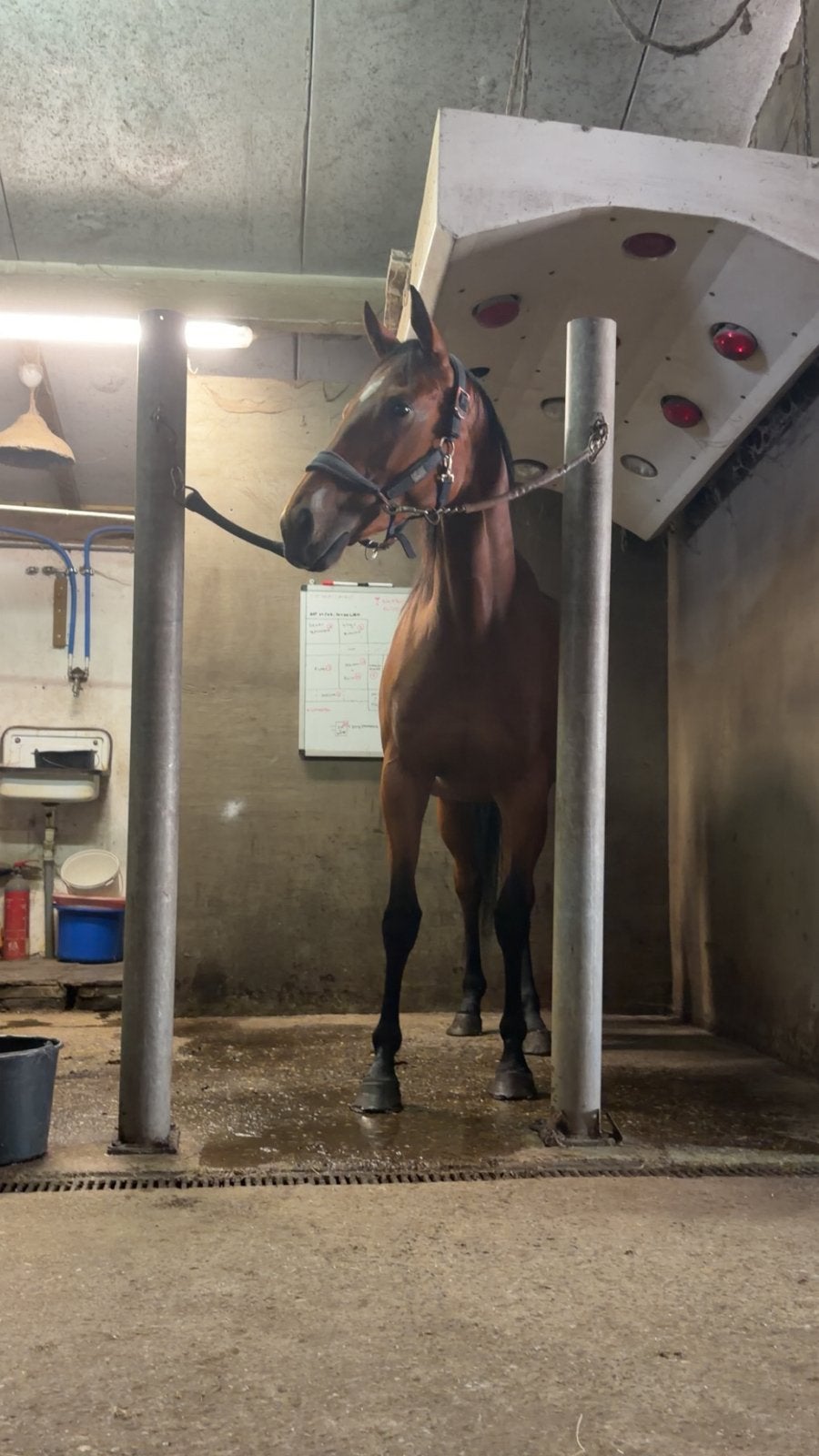 7 jarige merrie te koop, Niet van toepassing, 7 tot 10 jaar, 160 tot 165 cm, Recreatiepaard