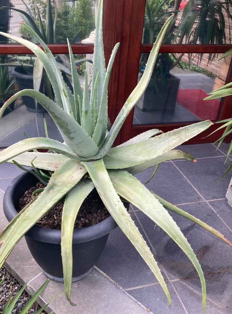 aloe vera groot 110x90 incl grot pot €35, Ophalen, Zomer, Vaste plant, Overige soorten