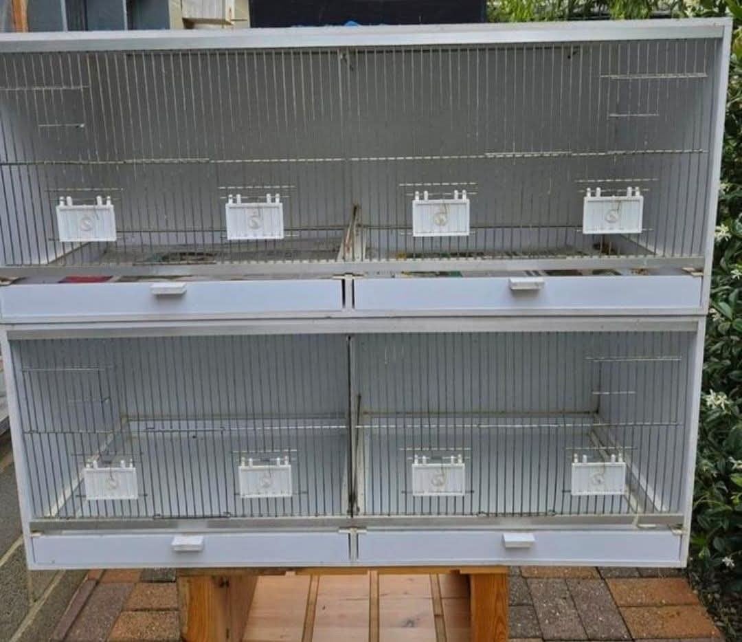 2 kweekkooien, Dieren en Toebehoren, Ophalen