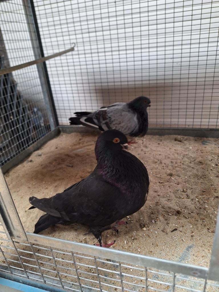 Kweekkoppel kropper canaria, Dieren en Toebehoren, Kropper