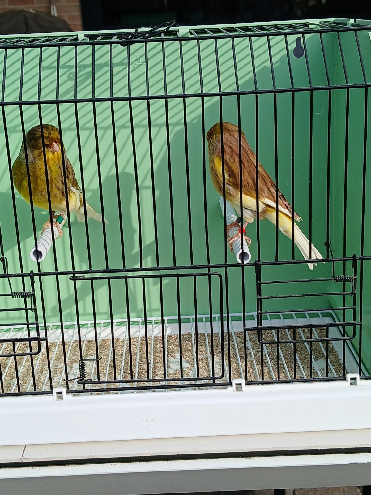 Glosters, Dieren en Toebehoren