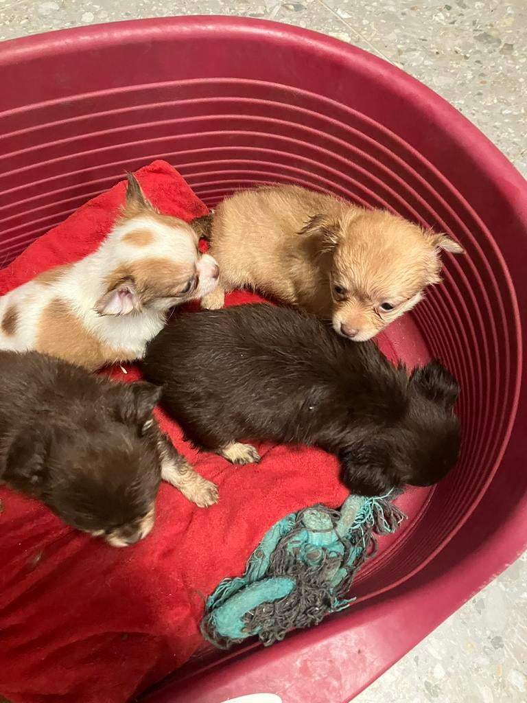 Mooi nestje chihuahua zoeken een warm nestje, België, Fokker | Hobbymatig, 8 tot 15 weken, Parvo