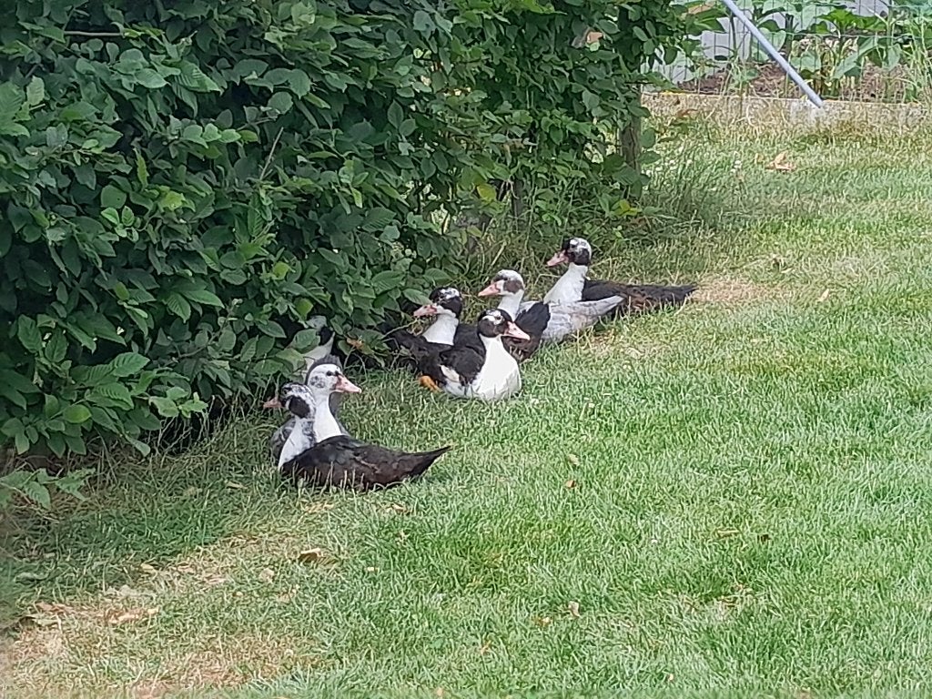 Jonge Barbarie eenden te koop, Dieren en Toebehoren, Pluimvee, Eend