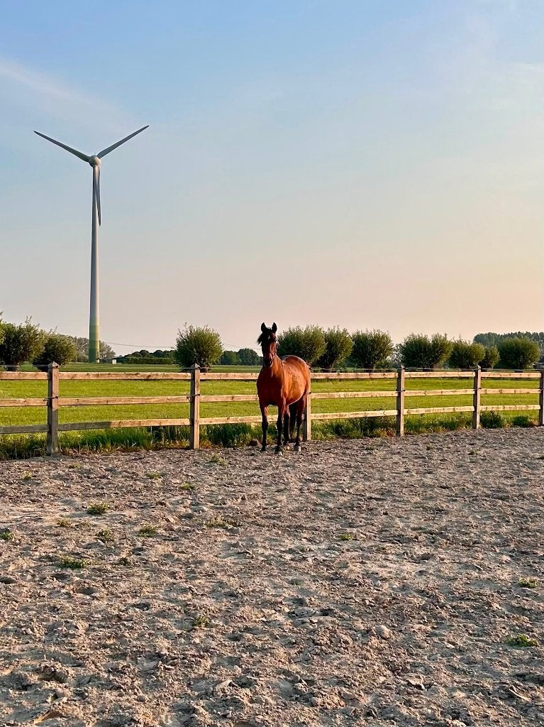 paard te koop, Dieren en Toebehoren, Paarden, Merrie, 7 tot 10 jaar, Dressuurpaard, Met stamboom, Gechipt, Ontwormd, Ingeënt