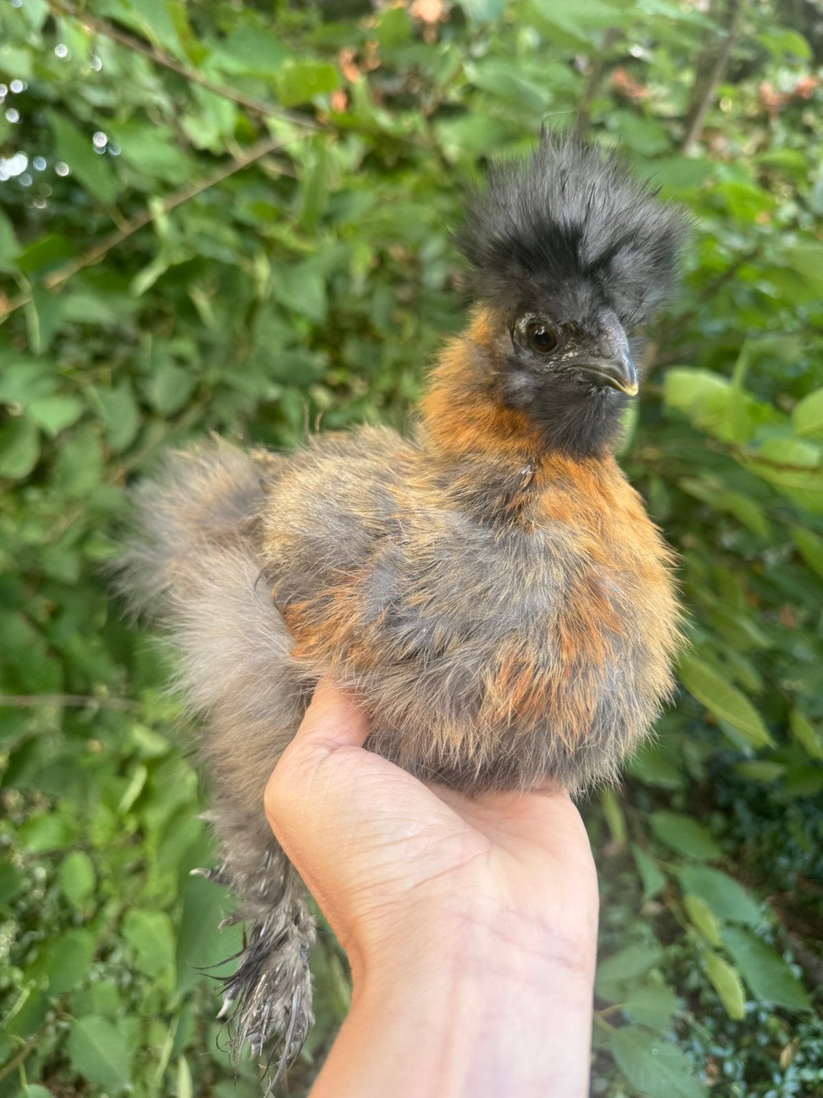 patrijs zijdehoen haantje, Dieren en Toebehoren, Mannelijk, Kip
