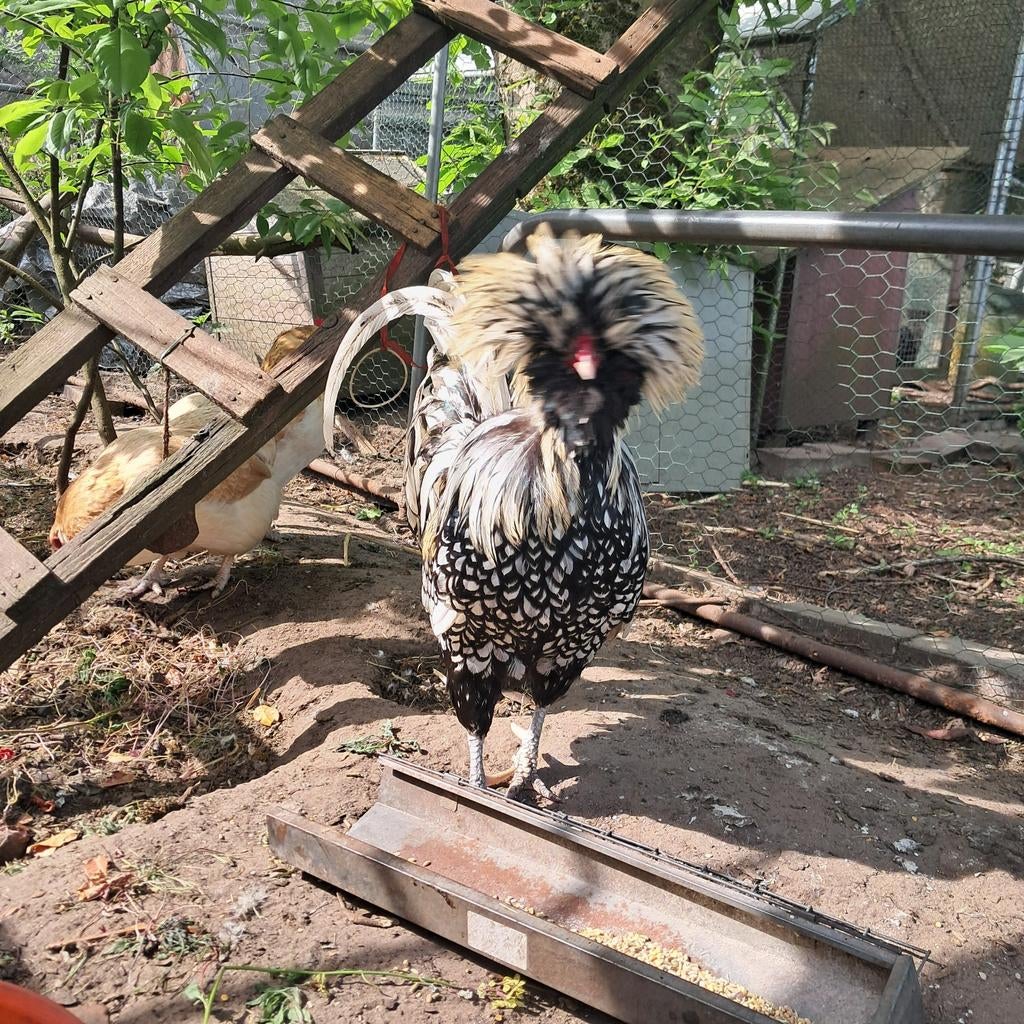 Padua haan, Dieren en Toebehoren, Pluimvee