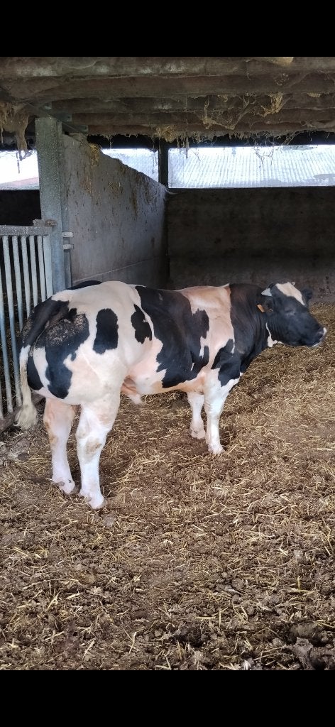 Dekstieren, Animaux & Accessoires, Bovins, Mâle, 0 à 2 ans