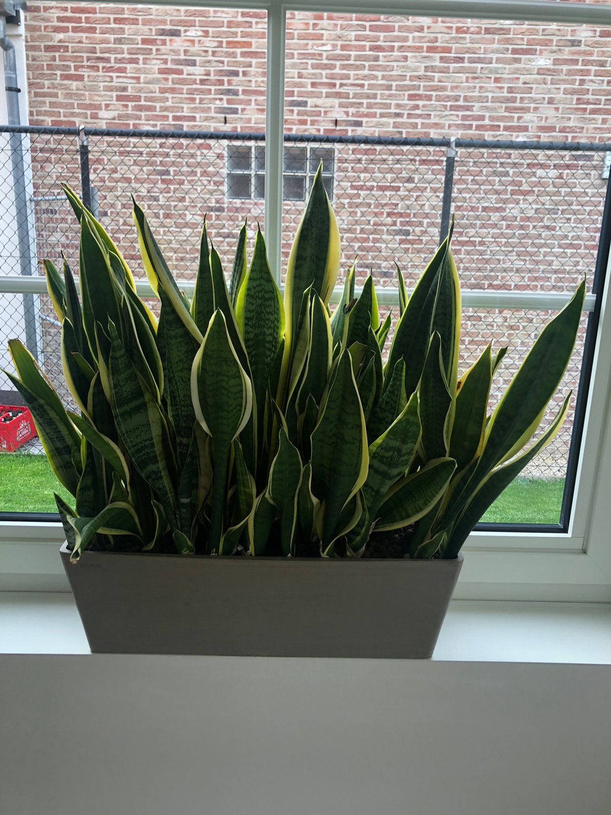 Sansevieria, Huis en Inrichting, Kamerplanten, Ophalen