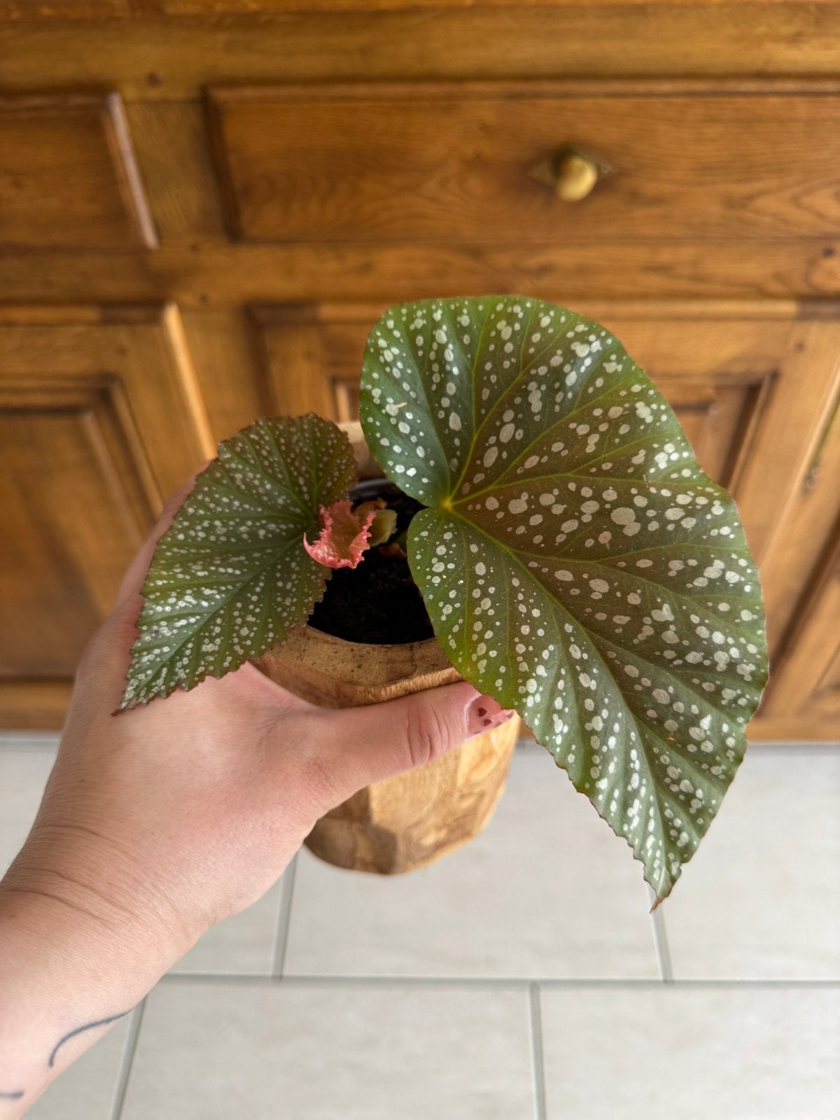 Plante, Enlèvement