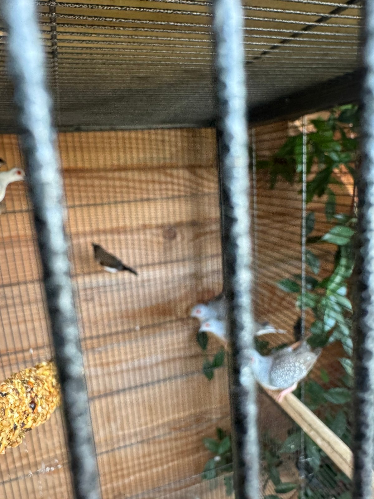 Vogels, Animaux & Accessoires, Oiseaux | Oiseaux Autre